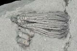 Three Crinoid Fossils ( Species) - Crawfordsville, Indiana #125924-3